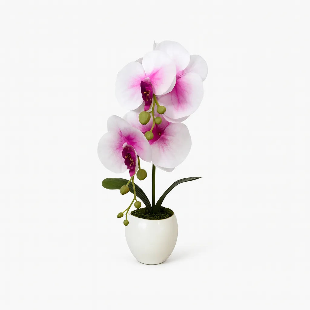 Orchidée Phalaenopsis 30 cm avec pot en céramique