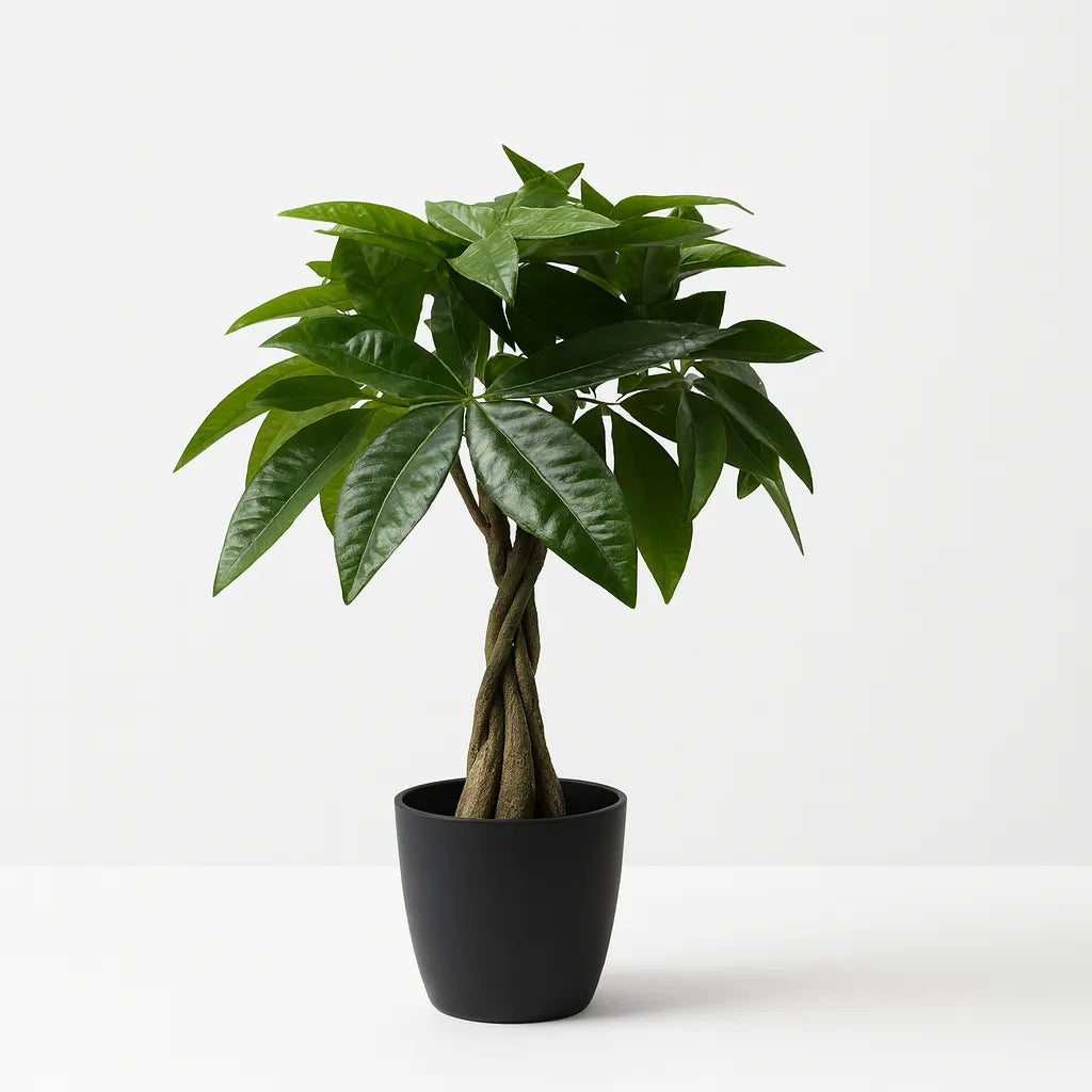 Pachira artificiel avec tronc tressé 50-65 cm